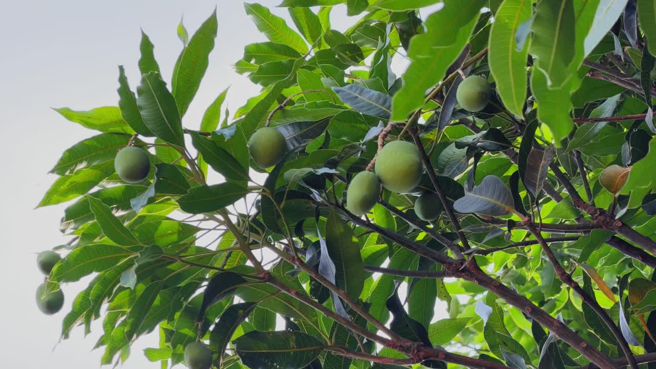 Inquadratura dal basso di numerosi manghi verdi acerbi appesi ai rami con fitte foglie verdi, cielo luminoso sullo sfondo, scena naturale di frutteto tropicale alla luce del giorno.