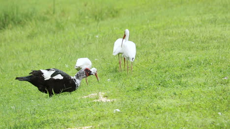 muscovy drake and american white ibises feeding on the ground