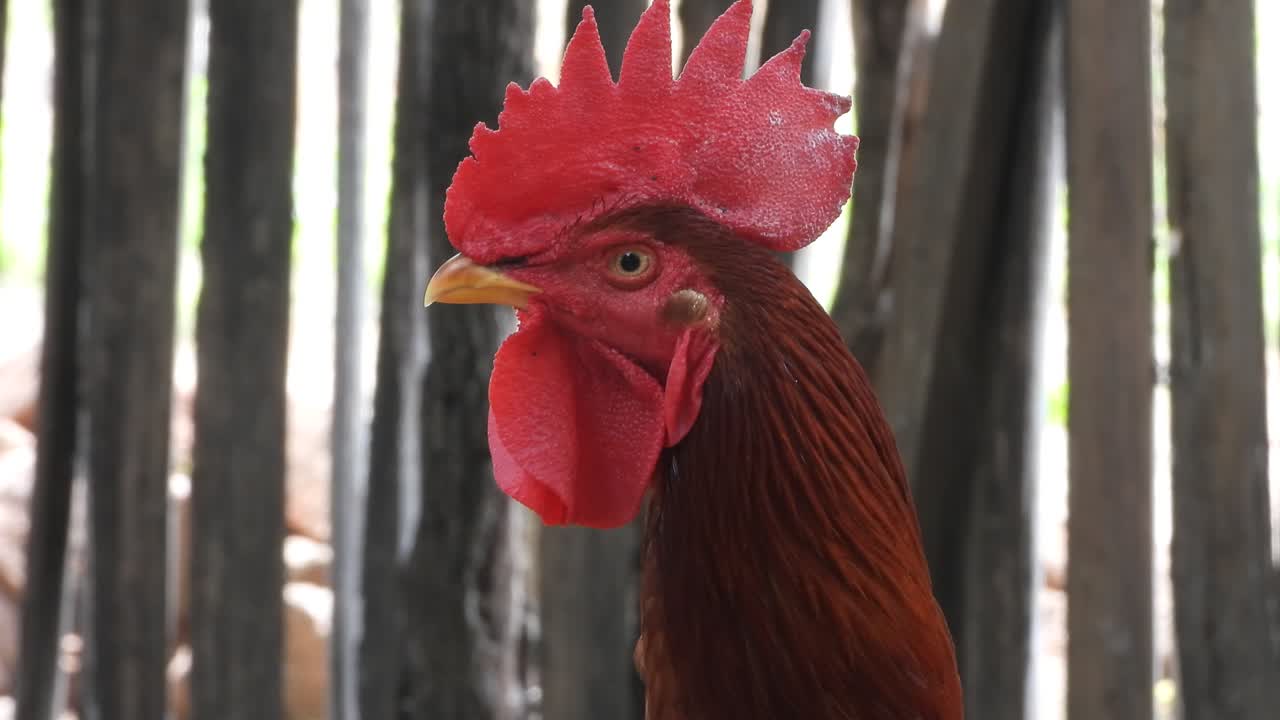 ojos de pollo - piel - pelo
