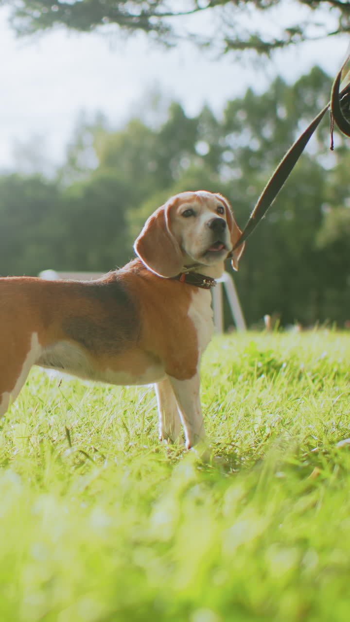 Un cane offre la zampa durante un'attività all'aperto in una giornata di sole; un beagle porge la zampa al suo proprietario in un ambiente erboso e luminoso; un cane gioioso dimostra obbedienza dando la zampa in un ambiente esterno soleggiato durante il gioco