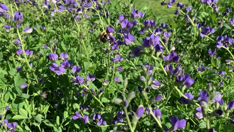 bumblebee on baptisia wild indigo