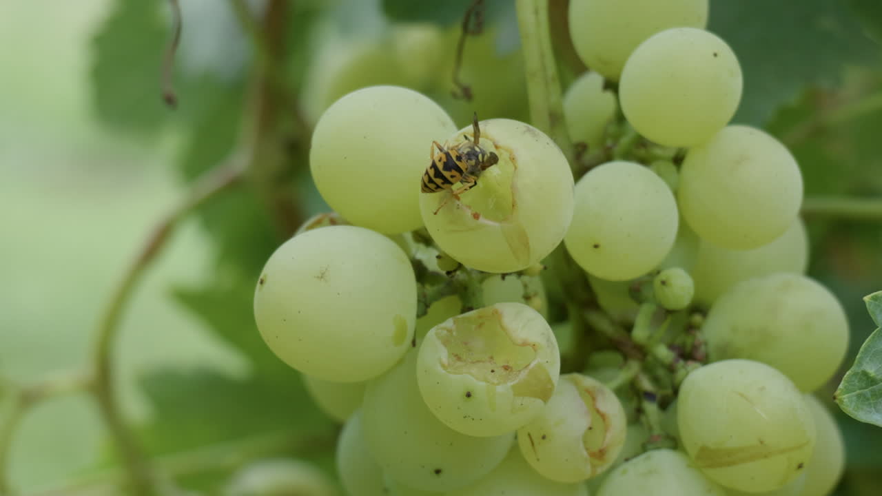 una avispa comiendo uva amarilla madura
