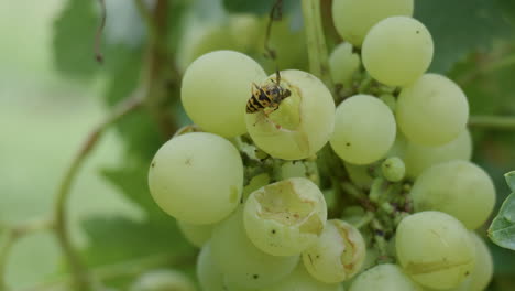 wasp eating ripe yellow grape