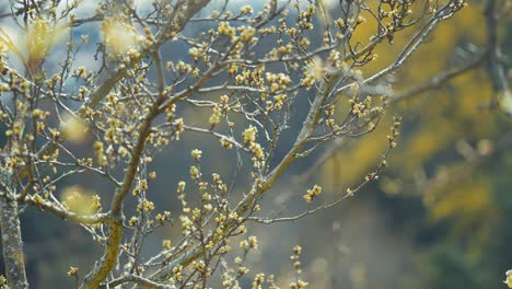 slender branches covered with new leaves and blooming flowers