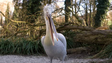 Pelícano-En-Cámara-Súper-Lenta-Limpiando-Sus-Plumas