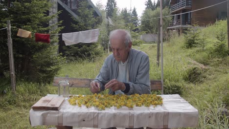 elderly man preparing st. john's wort in rural setting