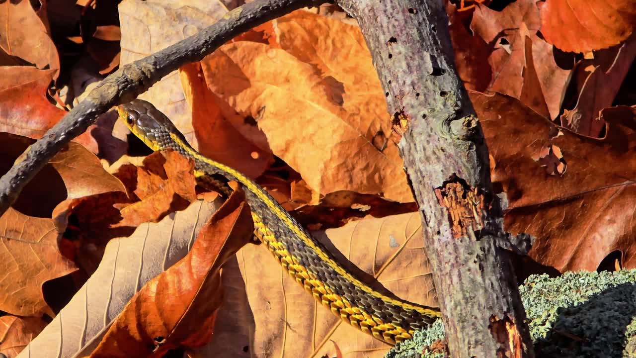 Close-up of an Adder snake slithering across fallen woodland leaves, blending with natural textures. Wild reptile behaviour in a forest environment captured in detail