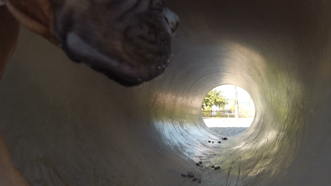 Young man playing and training with a dog. Brown boxer dog