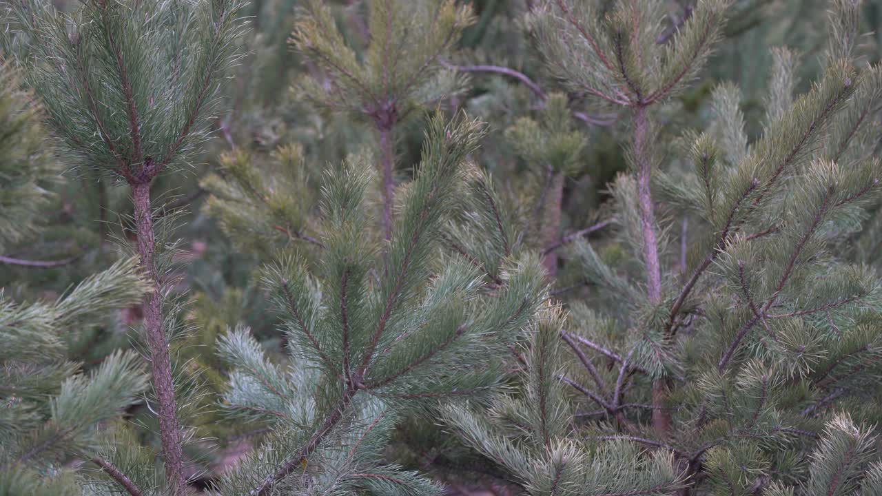 겨울 시즌 야외 휴일 상록색 크리스마스 나무 소나무 가지 눈과 떨어지는 눈송이로  ⁇ 여, 수평, 복사 공간