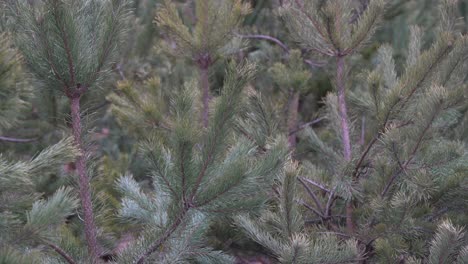 temporada de invierno al aire libre vacaciones árboles de navidad de hoja perenne ramas de pino cubiertas de nieve y la caída de copos de nieve, horizontal, espacio de copia
