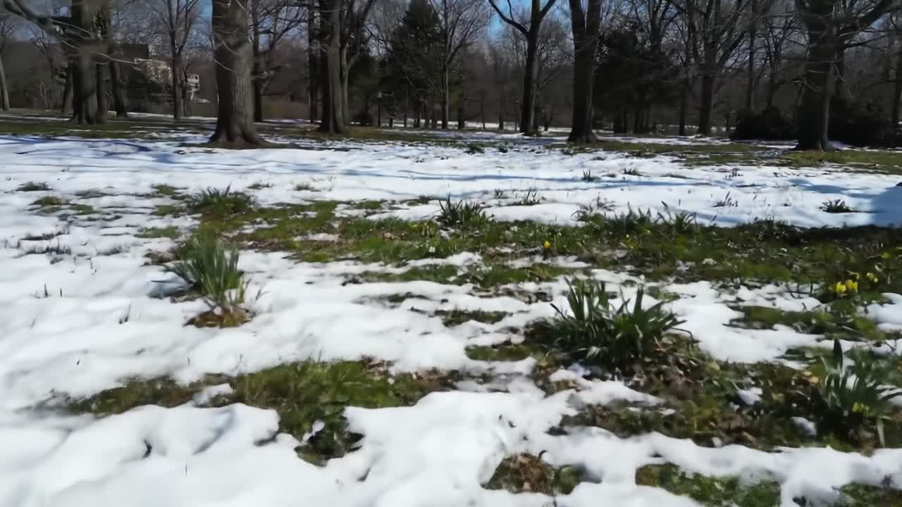 A peaceful park landscape showcases melting snow under bright sunlight with emerging green shoots and yellow flowers. Nature awakens as winter recedes, offering a glimpse of spring.