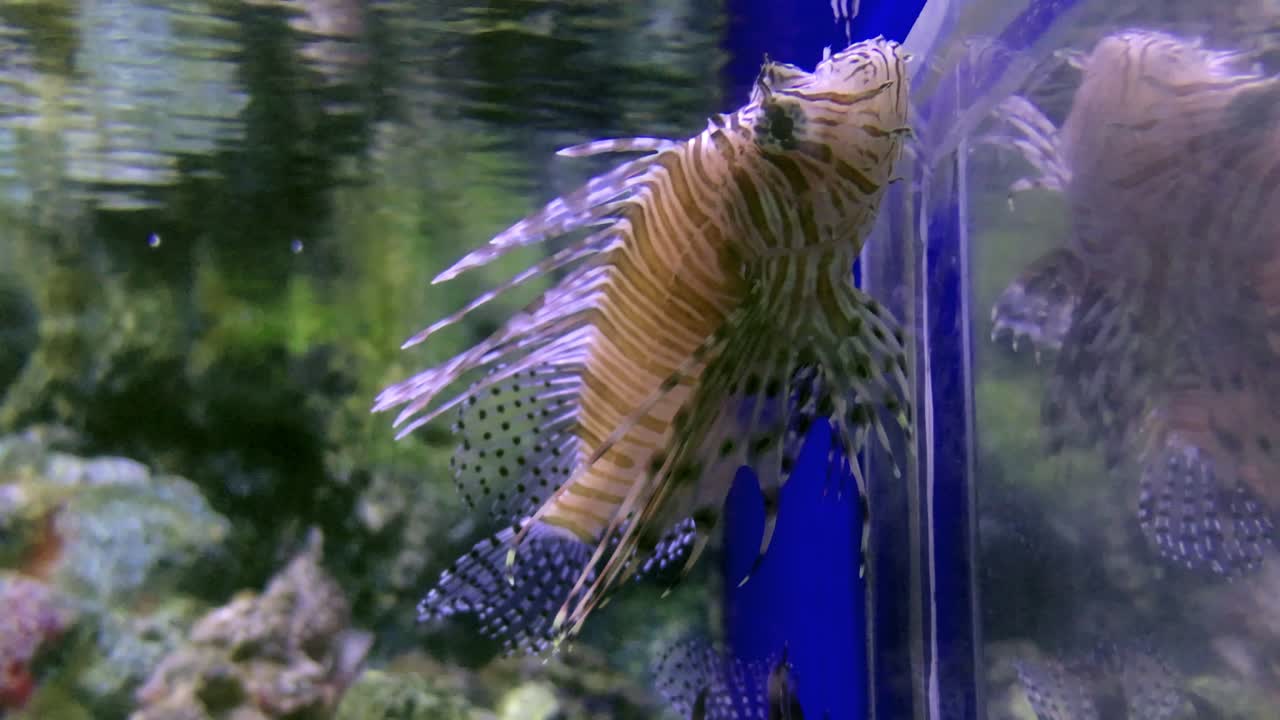 Poisonous fish and voracious predator Lionfish in an aquarium for visitors.