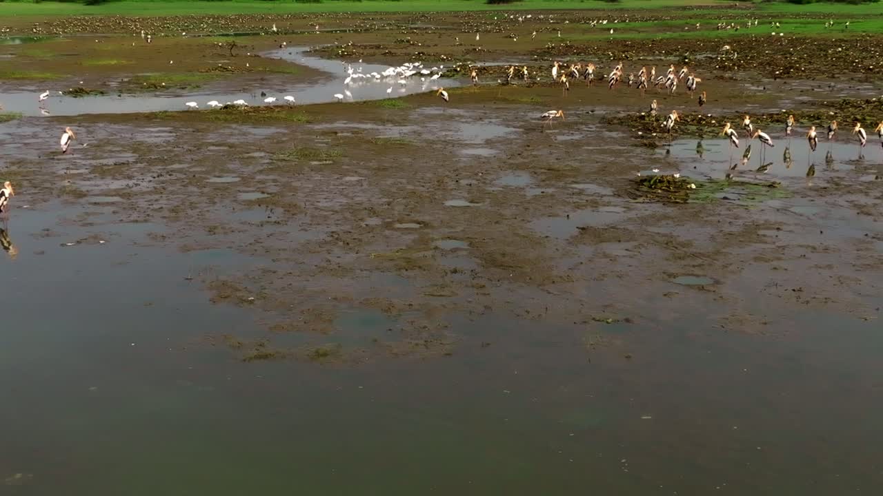 Wide lagoon in Sri Lanka with a prominent mud bar where a mixed flock of water birds congregates