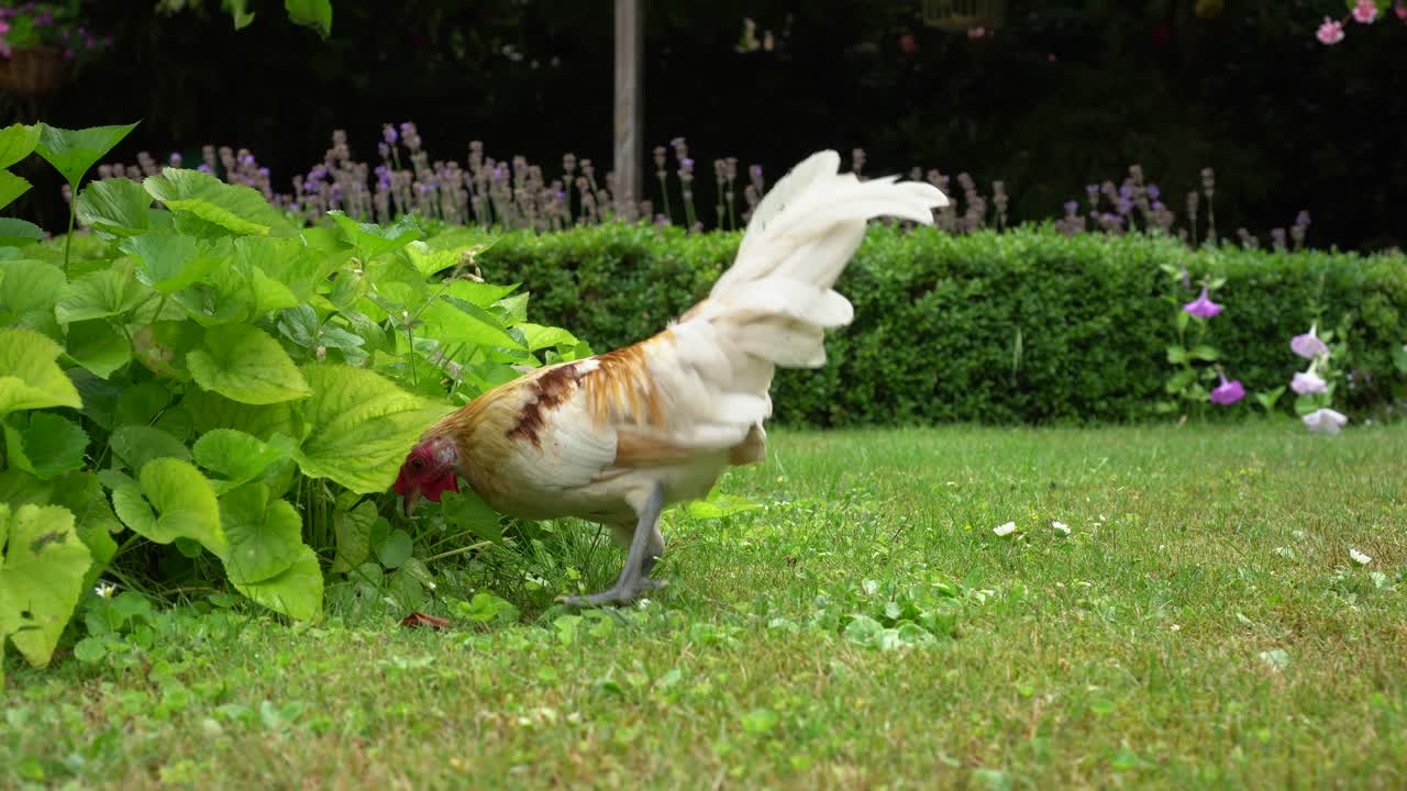 pollos de gallo de corral rascando y buscando comida en el monte