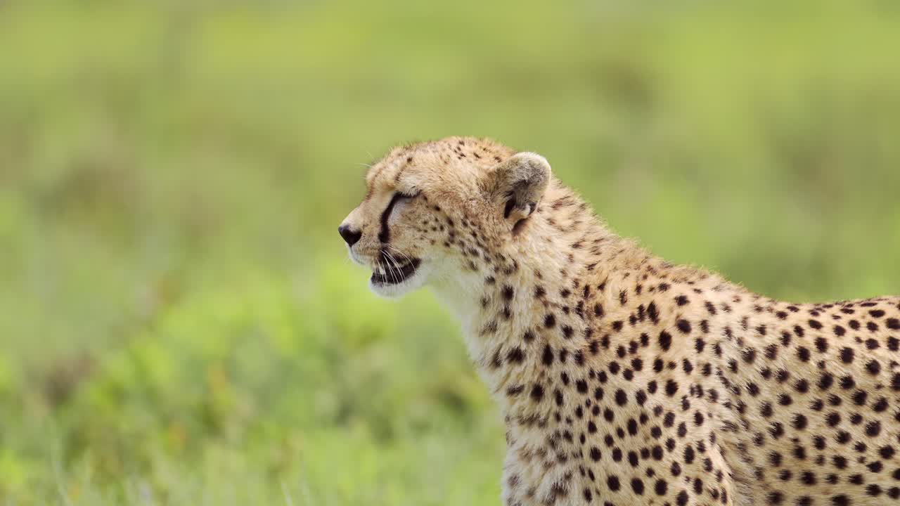 cheetah caminando de cerca en el parque nacional serengeti, panorámica con detalle de la cabeza de los cheetahs en movimiento en tanzania en áfrica en safari de vida silvestre africano animales de juego