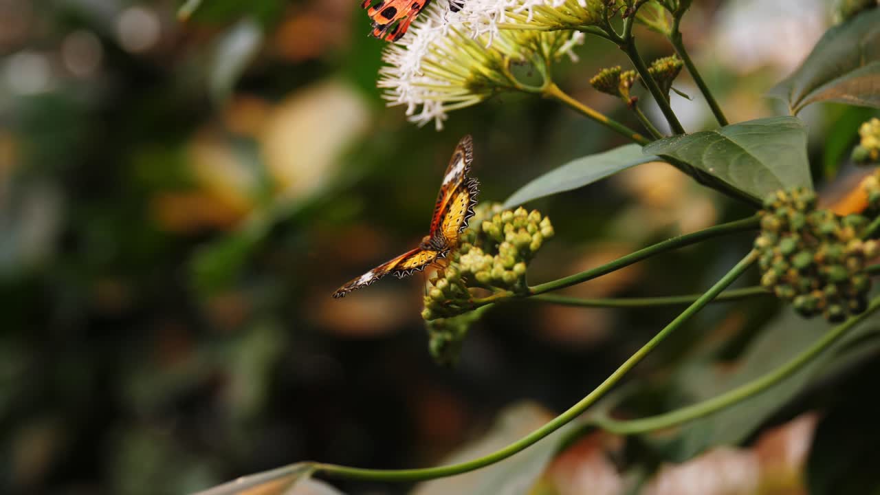 mariposas de colores vibrantes sentadas en flores, vista de órbita