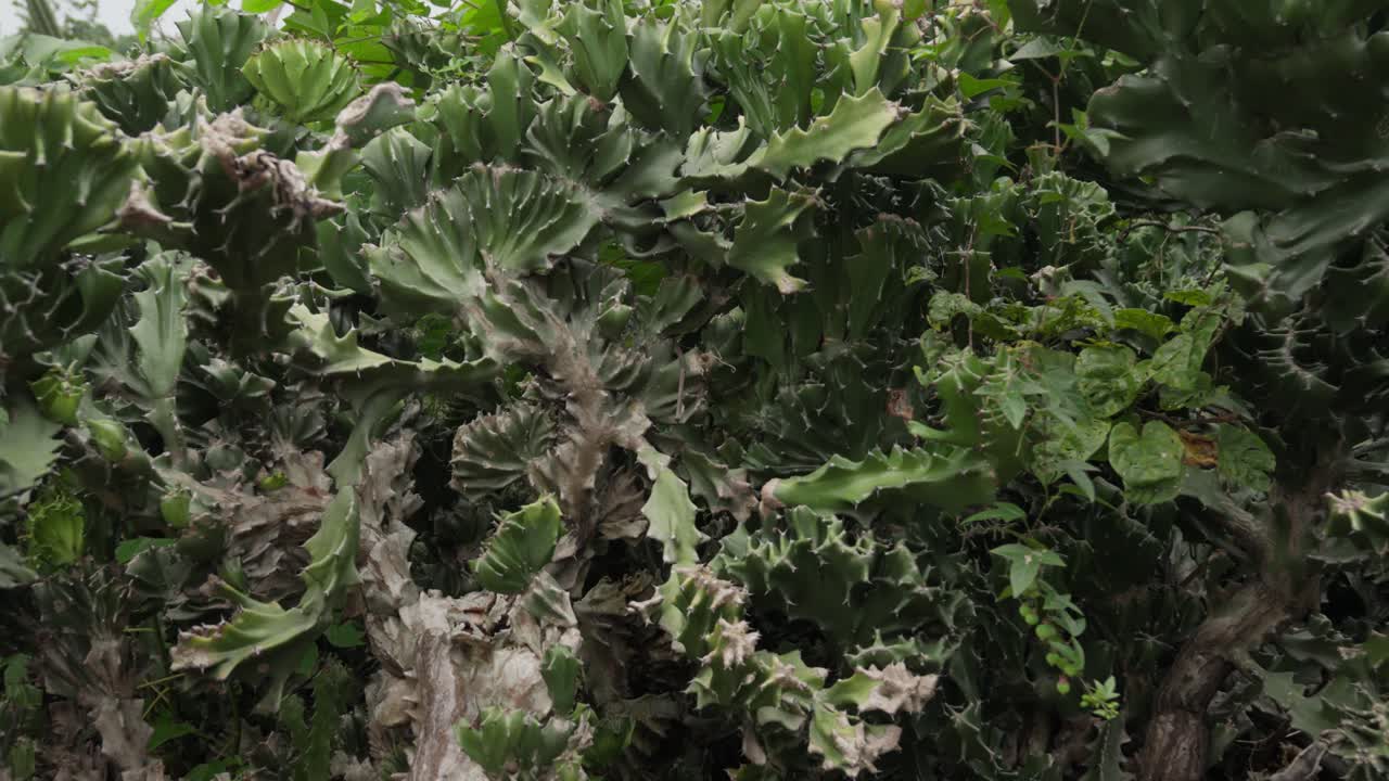 Euphorbia lactea, also known as elk horn or mottled spurge, in a lush environment