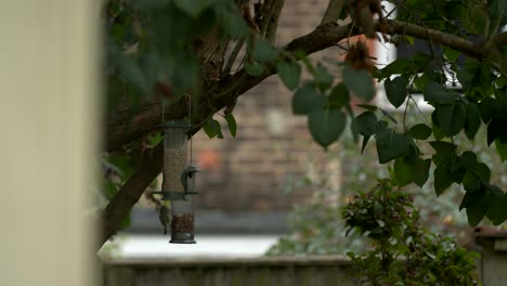 Birds-feeding-on-the-garden