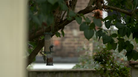 birds feeding on the garden