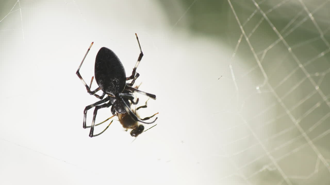 A Nephila spider hunting a bee at her web.
