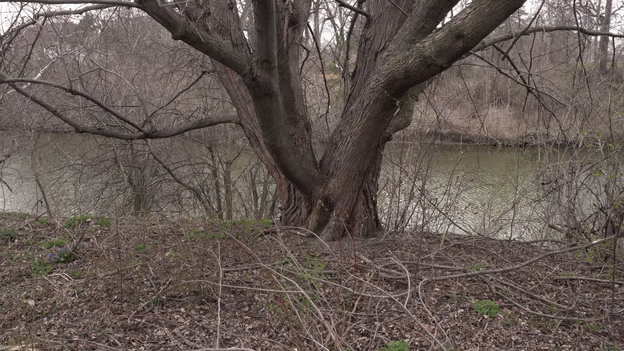 A massive tree trunk that is predominant in the middle with no leaves at the beginning of spring. Behind it, a river with plenty of vegetation on the other side of the bank.