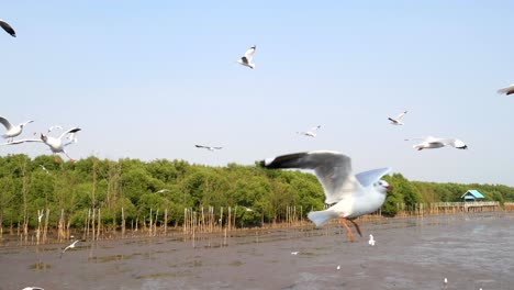 4k of seagulls circling above the mangrove forest at bang pu samut prakan , thailand