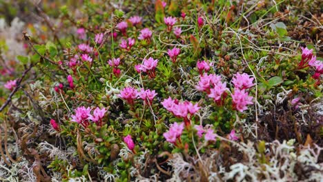 arctic tundra. beautiful nature norway natural landscape.