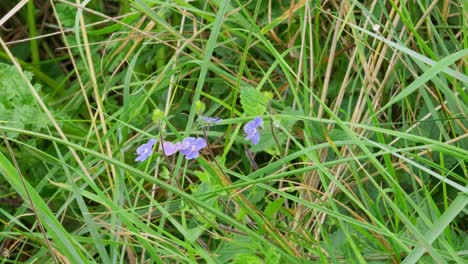 Wild-Germander-Speedwell,-Gamander-ehrenpreis