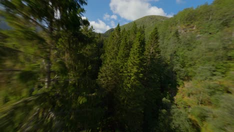 Green-vibrant-fir-trees-against-blue-sky-during-sunlight-in-Norway---Aerial-flight-between-high-forestry