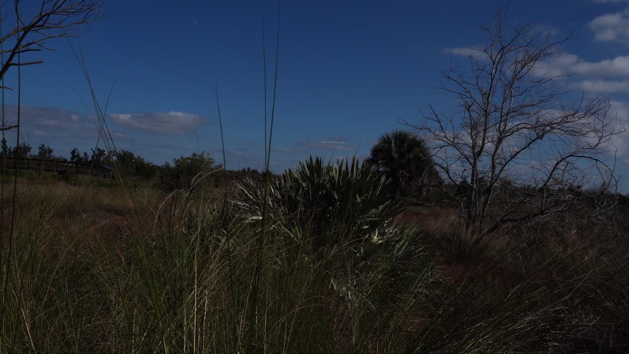 Vegetazione che tende a crescere alta con alcuni piccoli alberi, oltre ad alberi senza fogliame. Sullo sfondo, c'è una vasta pianura con un cielo azzurro contenente nuvole
