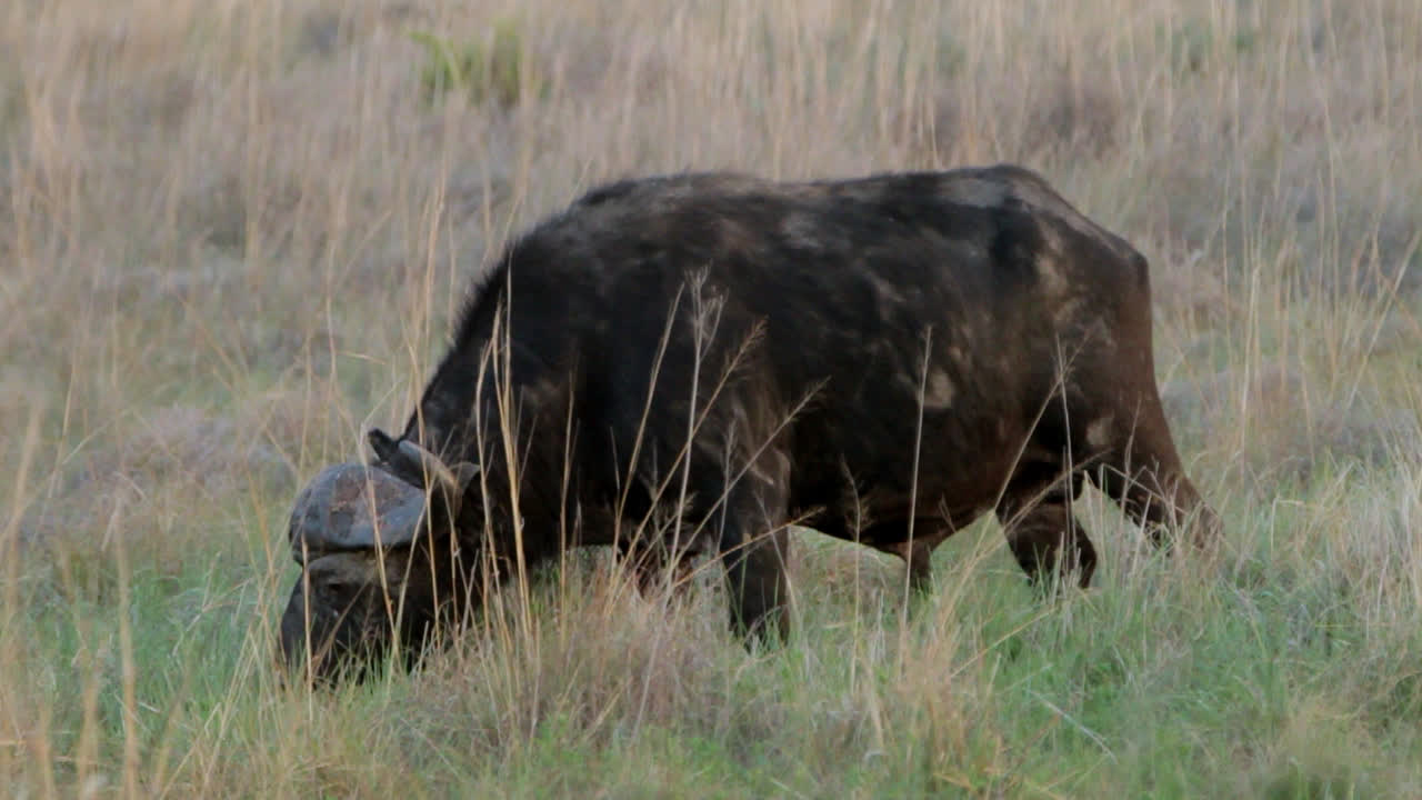African buffalo grazing in the grass in the afternoon heat in South Africa.