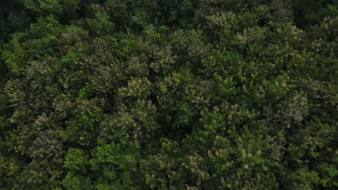 vista aérea, bosques tropicales y nubes blancas visibles que cubren los bosques en indonesia