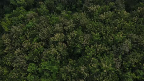 Vista-Aérea,-Bosques-Tropicales-Y-Nubes-Blancas-Visibles-Que-Cubren-Los-Bosques-En-Indonesia