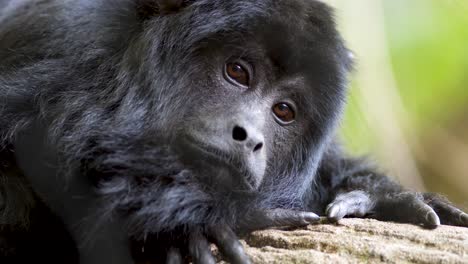 Close-up-shot-of-a-sad-looking-Black-Howler-monkey-resting-on-a-tree-and-staring-at-camera