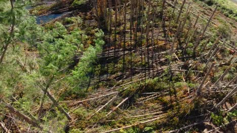 aerial view over pine trees damaged by cyclone