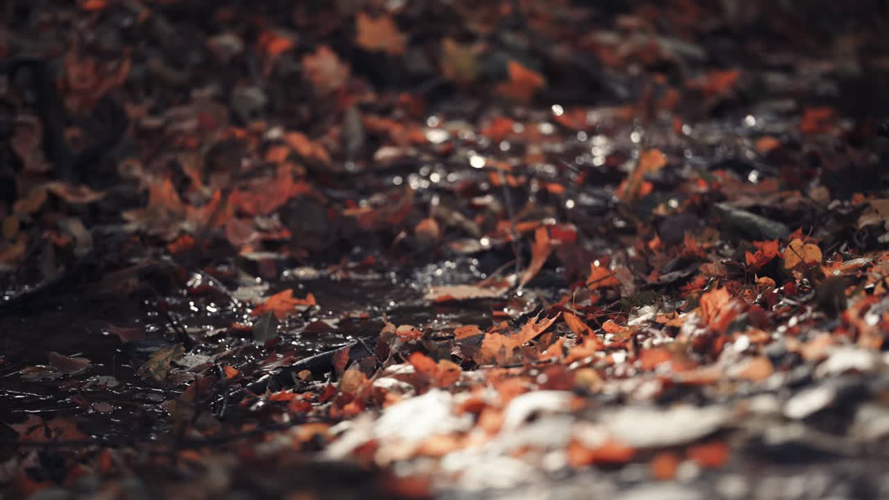 숲을 흐르는 작은 얕은 개울