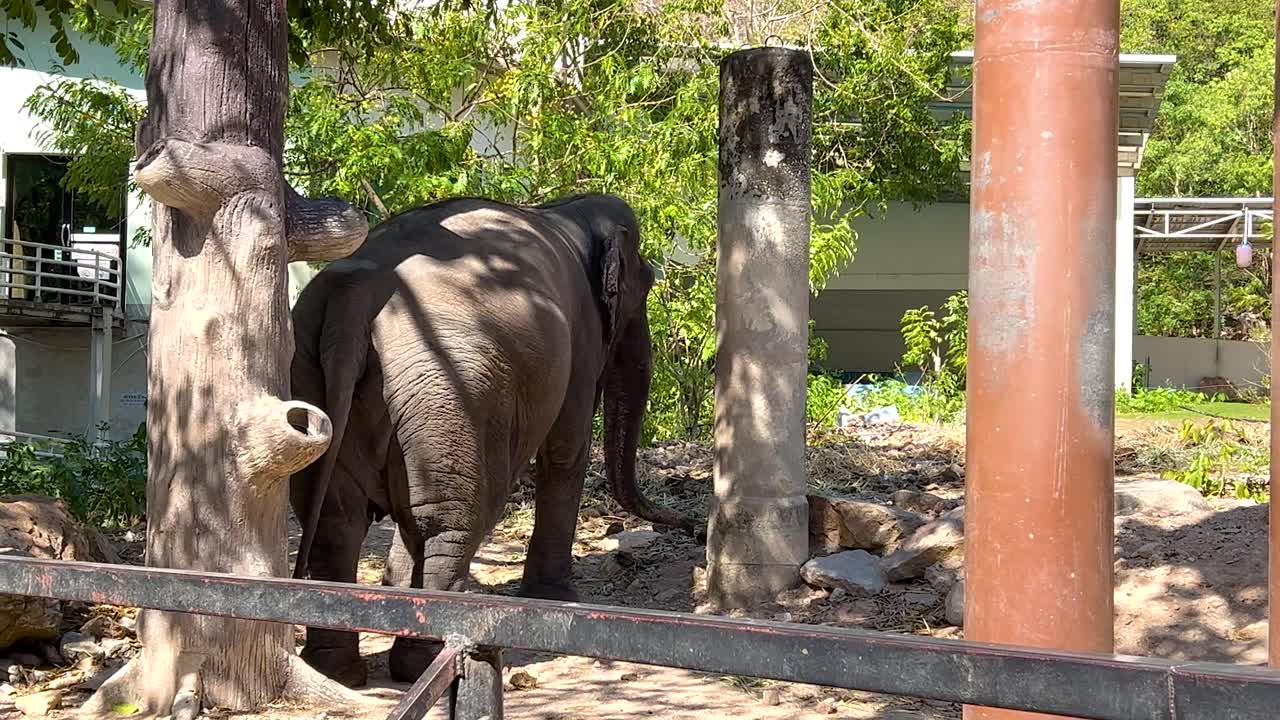 동물원 에서 나무 들 사이 에 서 있는 코끼리
