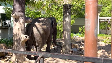 elefante de pie entre los árboles en un zoológico
