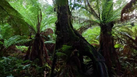 lush green ferns and towering trees