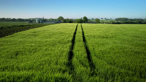 agricultural land 4k drone footage of tractor path in growing wheat