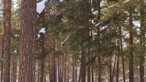 Tree-branches-on-the-background-of-snowfall.-Flakes-of-snow-falling-down-winter-landscape.