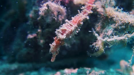 Erizo-Cubierto-De-Algas-Puntiagudas-Rosas-Caballitos-De-Mar-Todavía-Se-Esconde-En-El-Arrecife-De-Coral