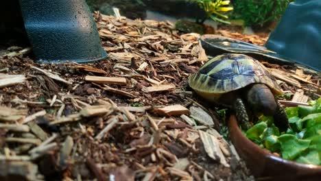 Nahaufnahme-Einer-Babyschildkröte,-Die-An-Blättern-Kaut