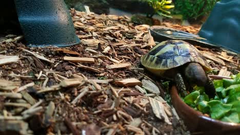 primer plano de una tortuga bebé comiendo hojas