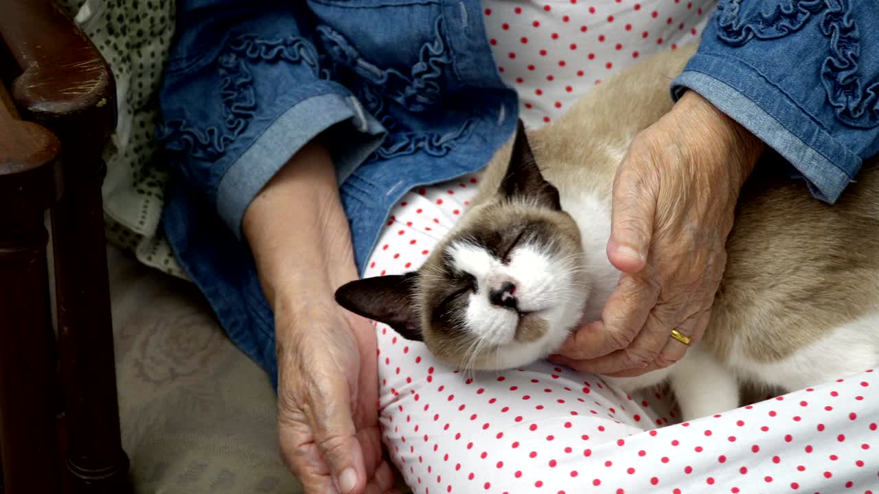 고양이 를 들고 있는 노인 여자