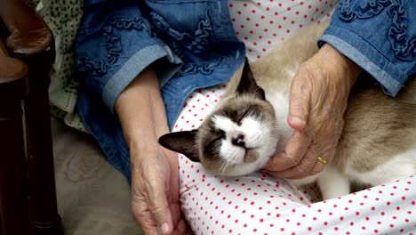 elderly woman holding a cat