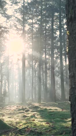 misty forest sunlight