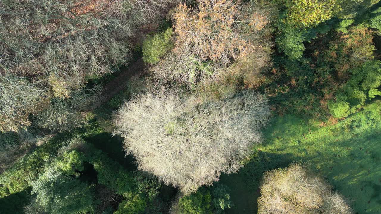 сверху вид поздней осенней деревьев в сельской природе недалеко от заса, ла-коруна, испания