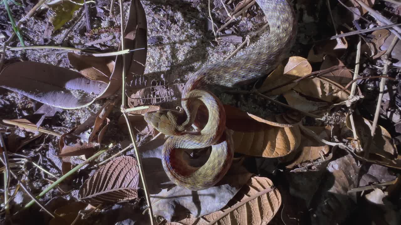 Madagaskisk katteøyesnok (Madagascarophis colubrinus) i Masoala nasjonalpark, Madagaskar