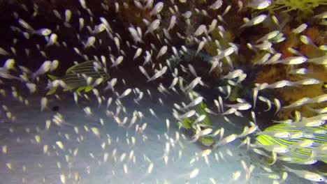 Schooling-Ribbon-Sweetlips-hiding-under-corals-and-rocks-in-Komodo-National-Park,-Indonesia